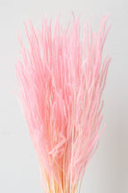 Ouro Blush Pastel Preserved Bunch