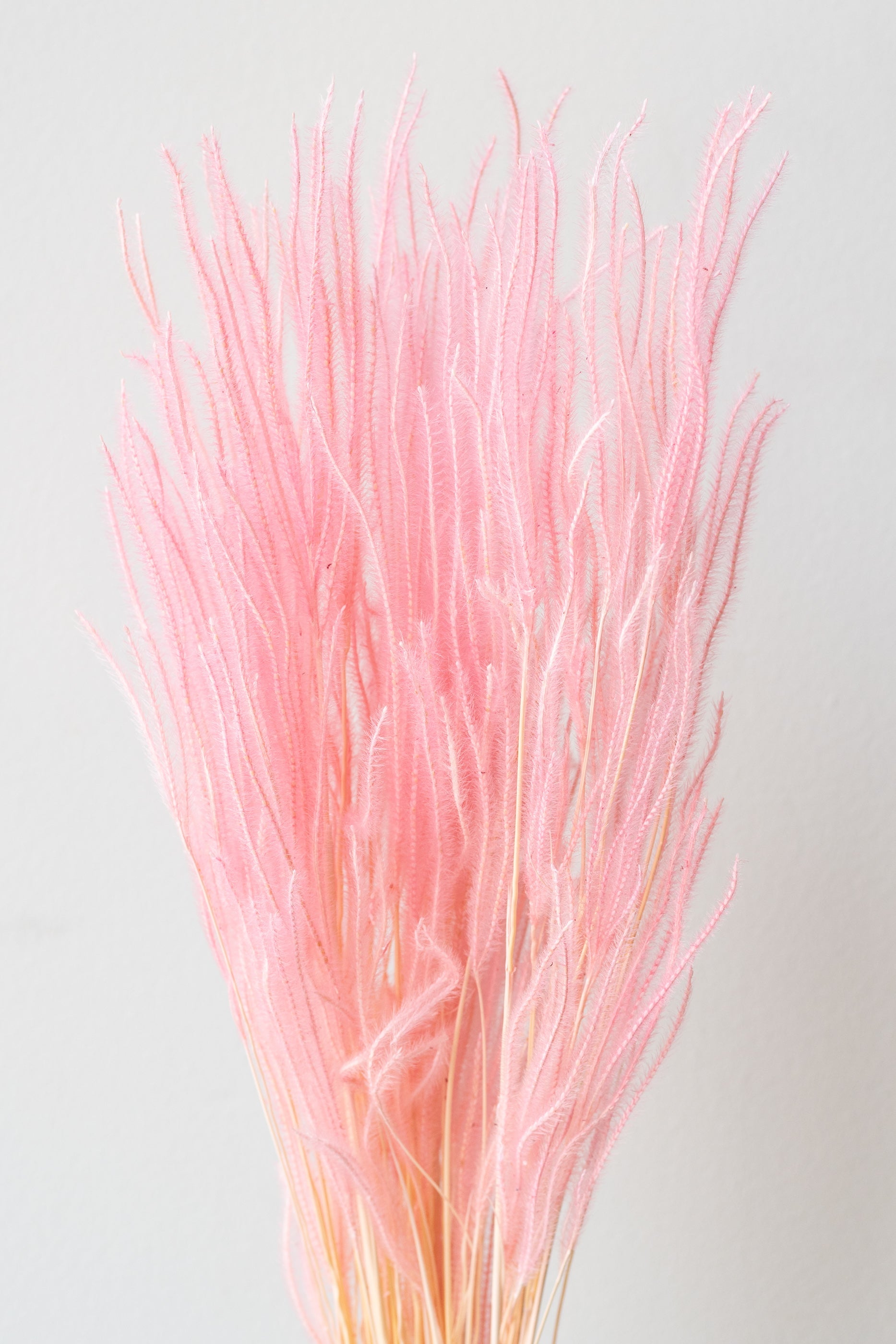 Ouro Blush Pastel Preserved Bunch