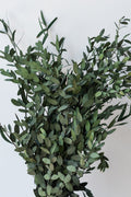 Eucalyptus Parvifolia Natural Color Preserved Bunch