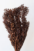 Ruscus Rust Color Preserved Bunch