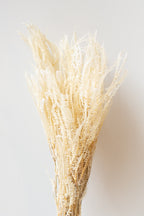 Helecho x3 Bleached Preserved Bunch