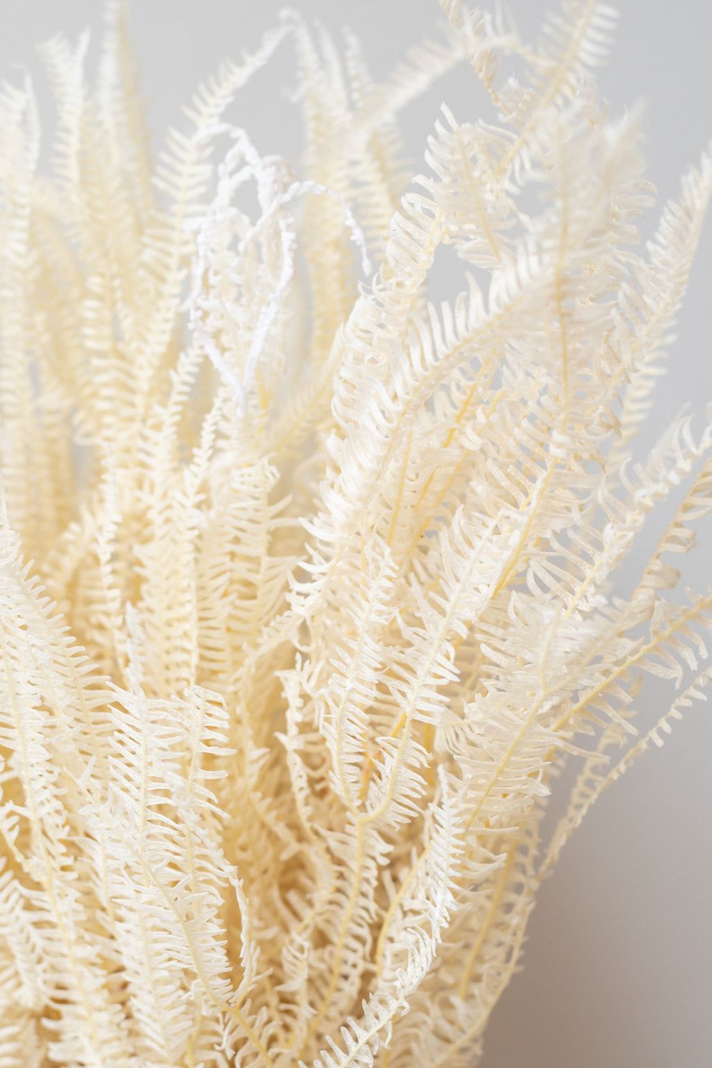 Helecho x3 Bleached Preserved Bunch