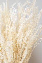 Helecho x3 Bleached Preserved Bunch