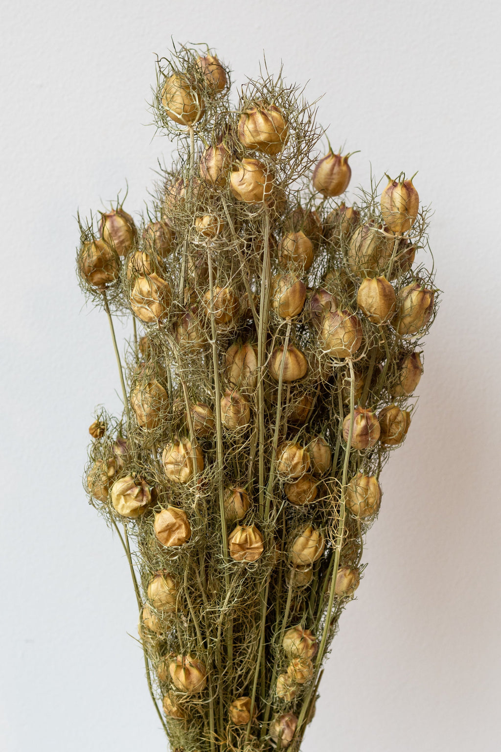Nigella Natural Preserved Bunch