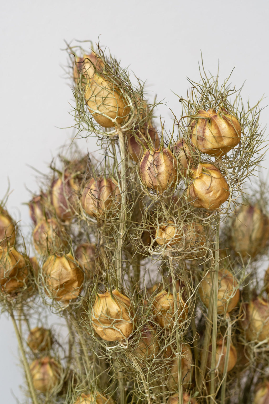 Nigella Natural Preserved Bunch