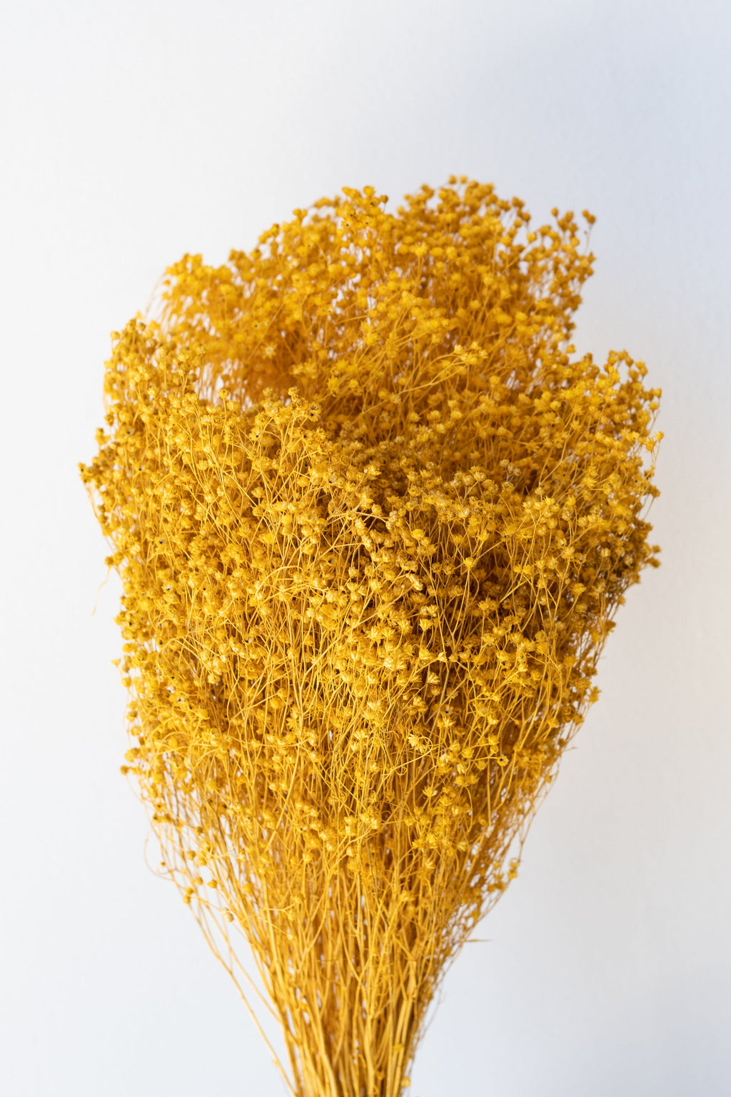 Brooms Ochre Color Preserved Bunch