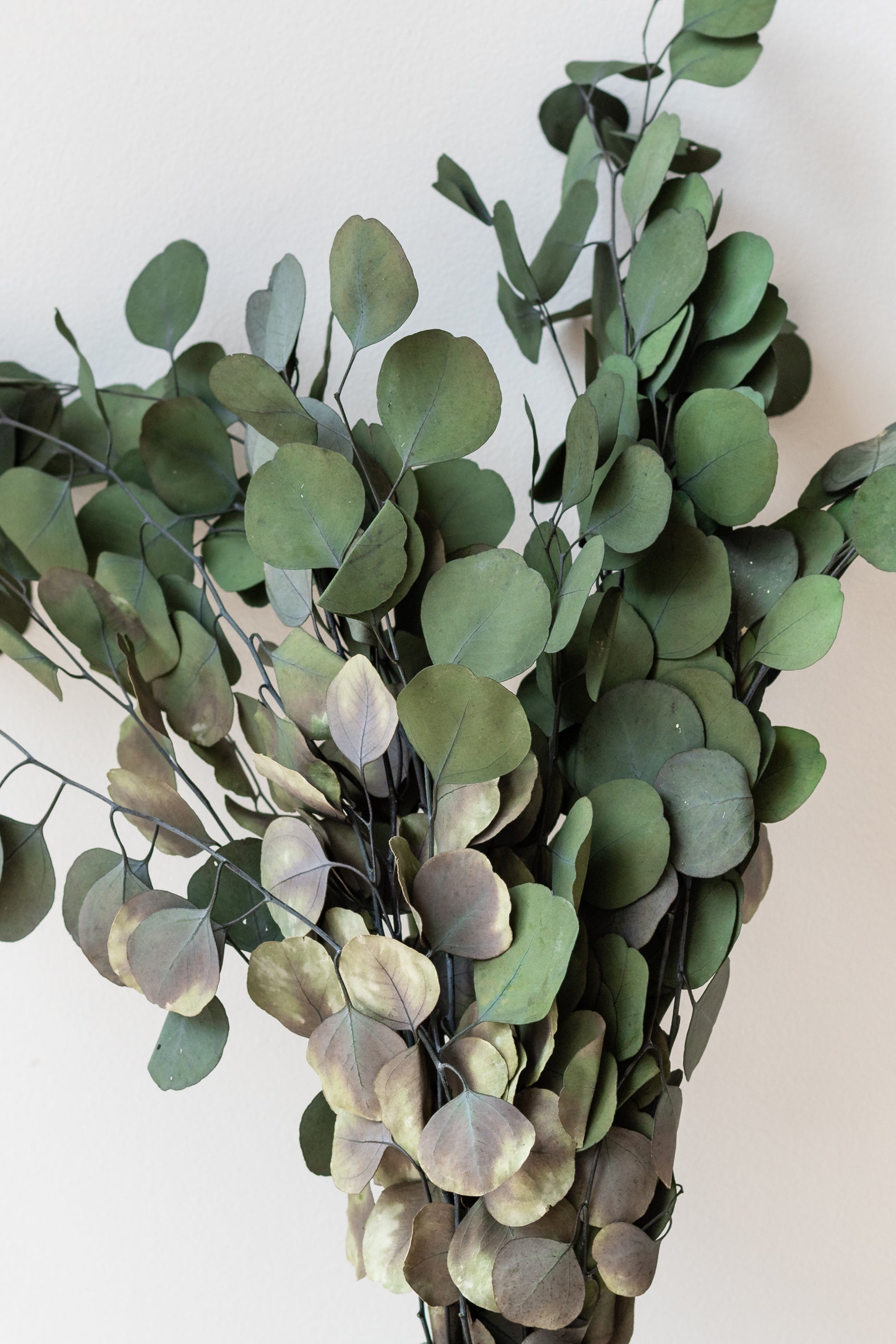 Eucalyptus Populus Natural Color Preserved Bunch