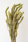 Setaria Green Color Preserved Bunch