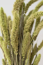 Setaria Green Color Preserved Bunch