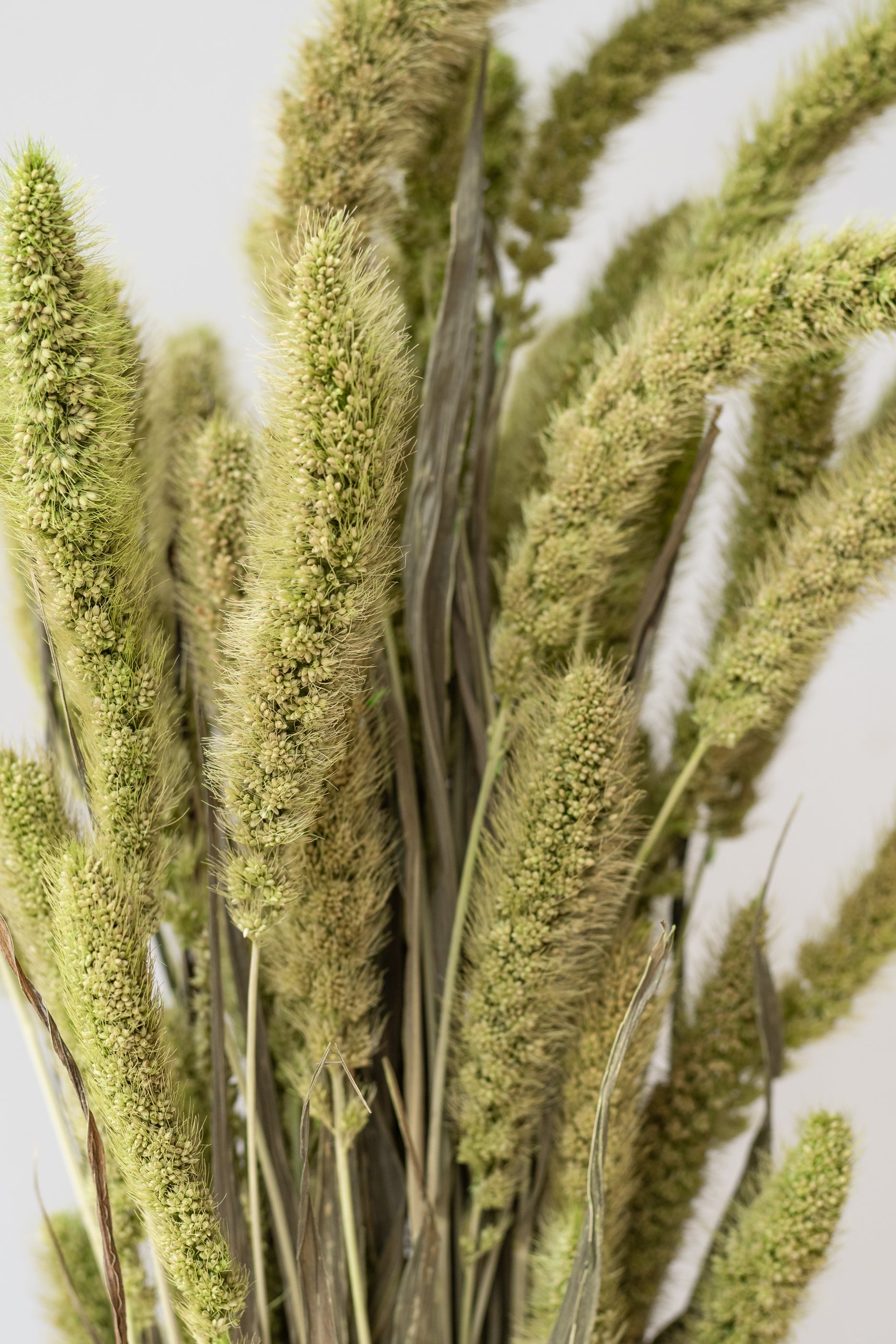 Setaria Green Color Preserved Bunch