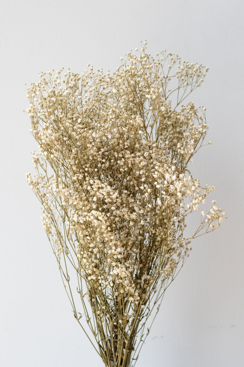 Gypsophila Paniculata Natural Preserved Bunch