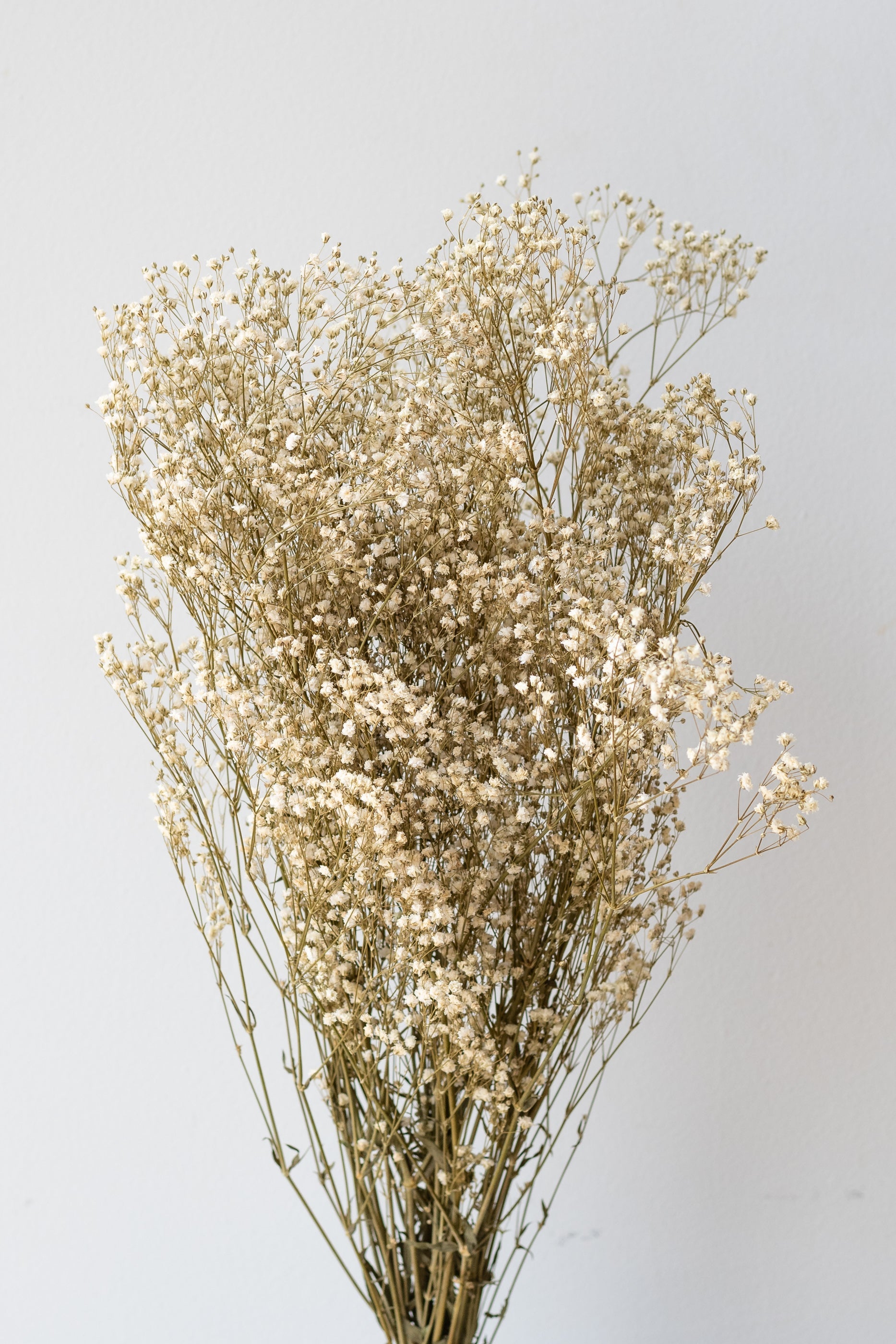 Gypsophila Paniculata Natural Preserved Bunch