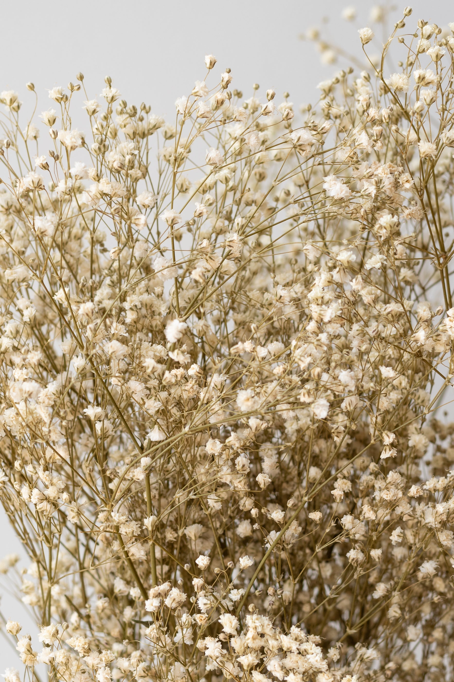 Gypsophila Paniculata Natural Preserved Bunch
