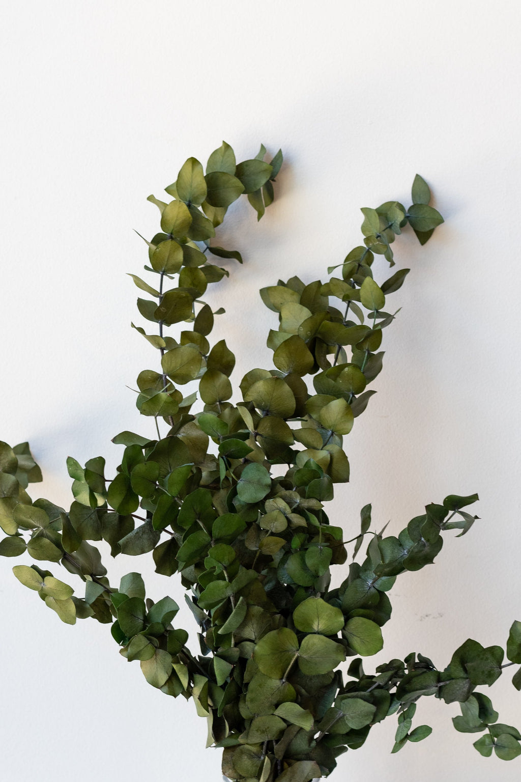 Eucalyptus Spiral Blue Color Preserved Bunch