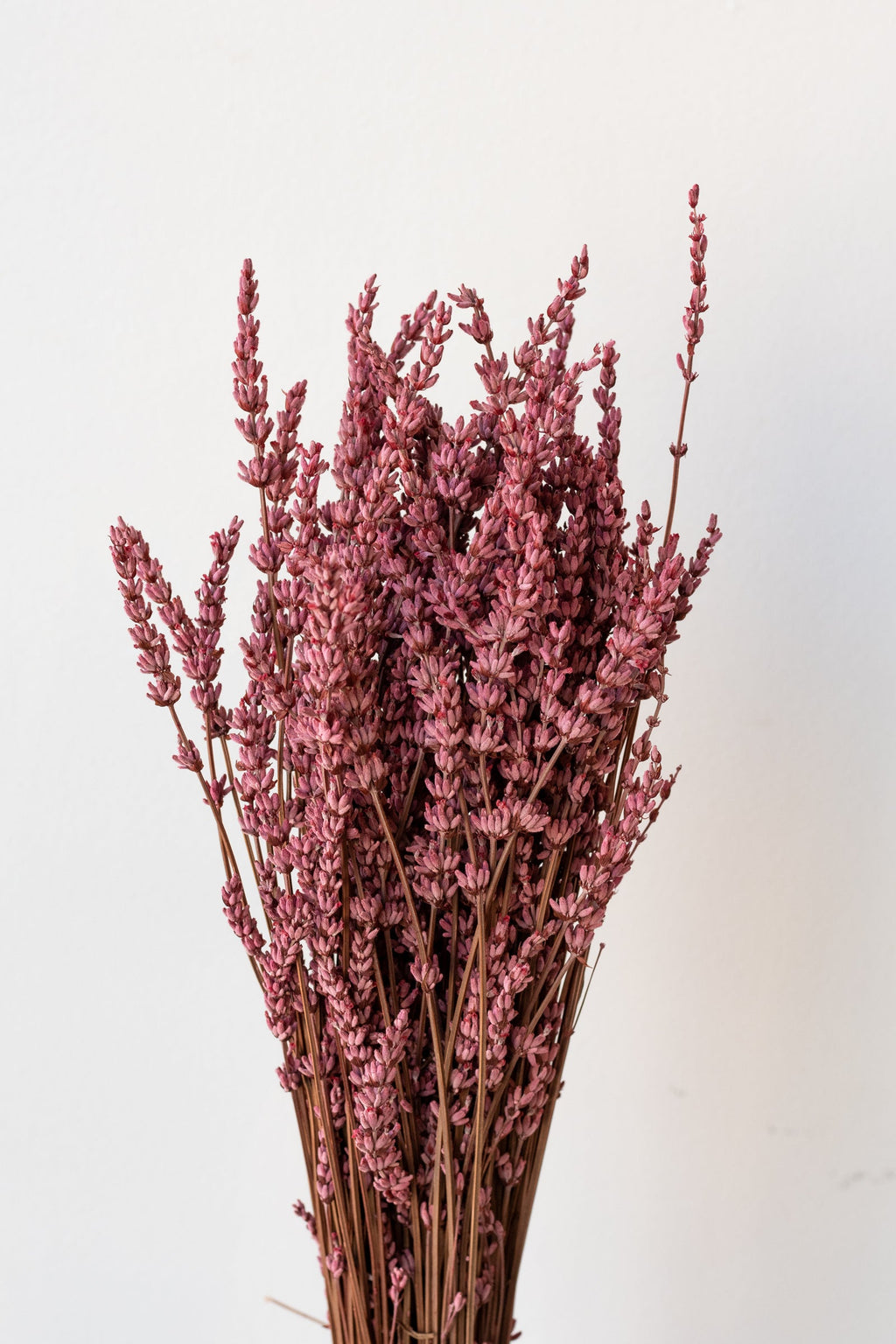 Lavandula Light Pink Preserved Bunch