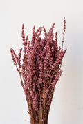 Lavandula Light Pink Preserved Bunch