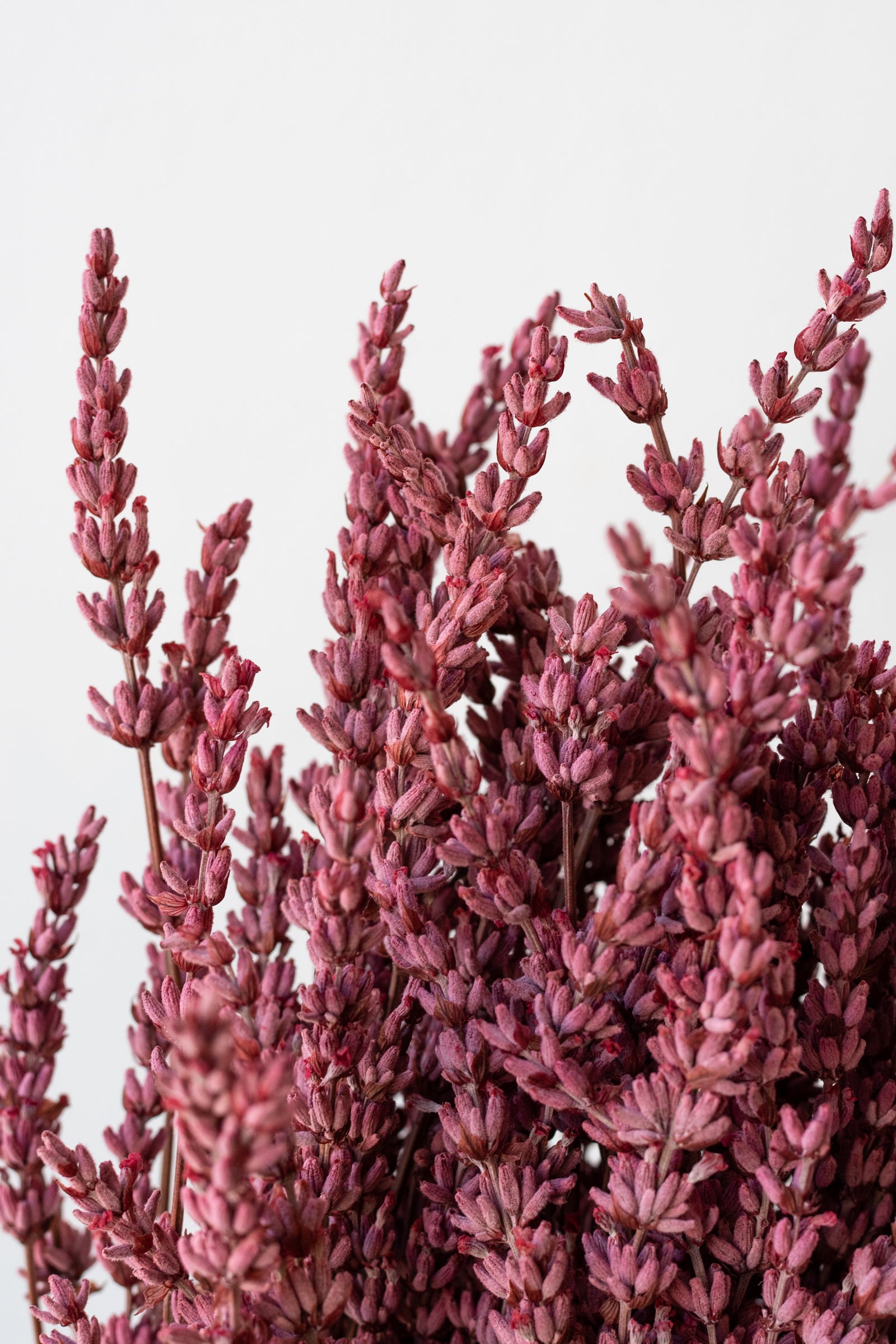 Lavandula Light Pink Preserved Bunch