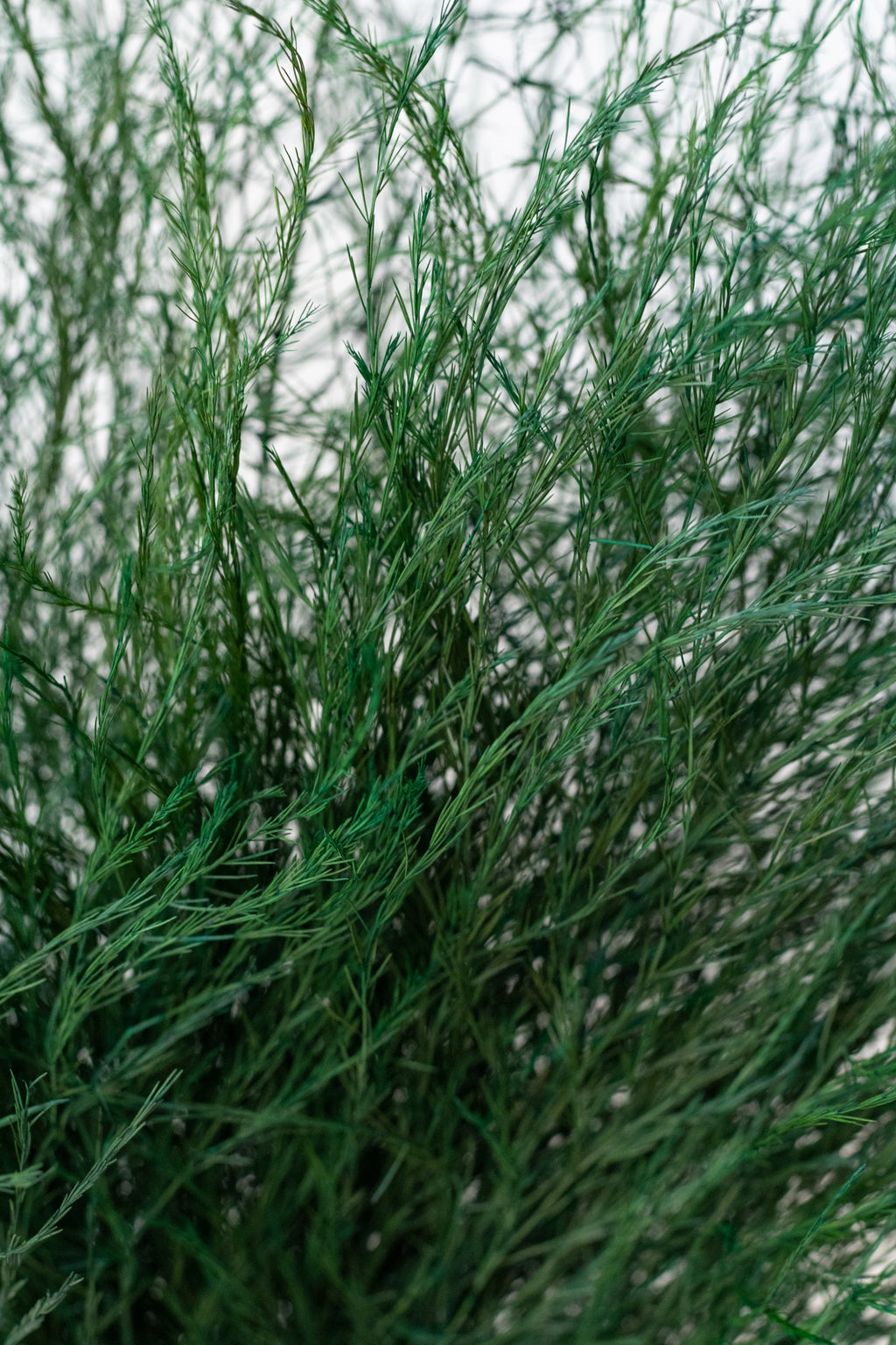 Asparagus trifle Natural Color Preserved Bunch