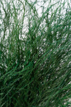 Asparagus trifle Natural Color Preserved Bunch