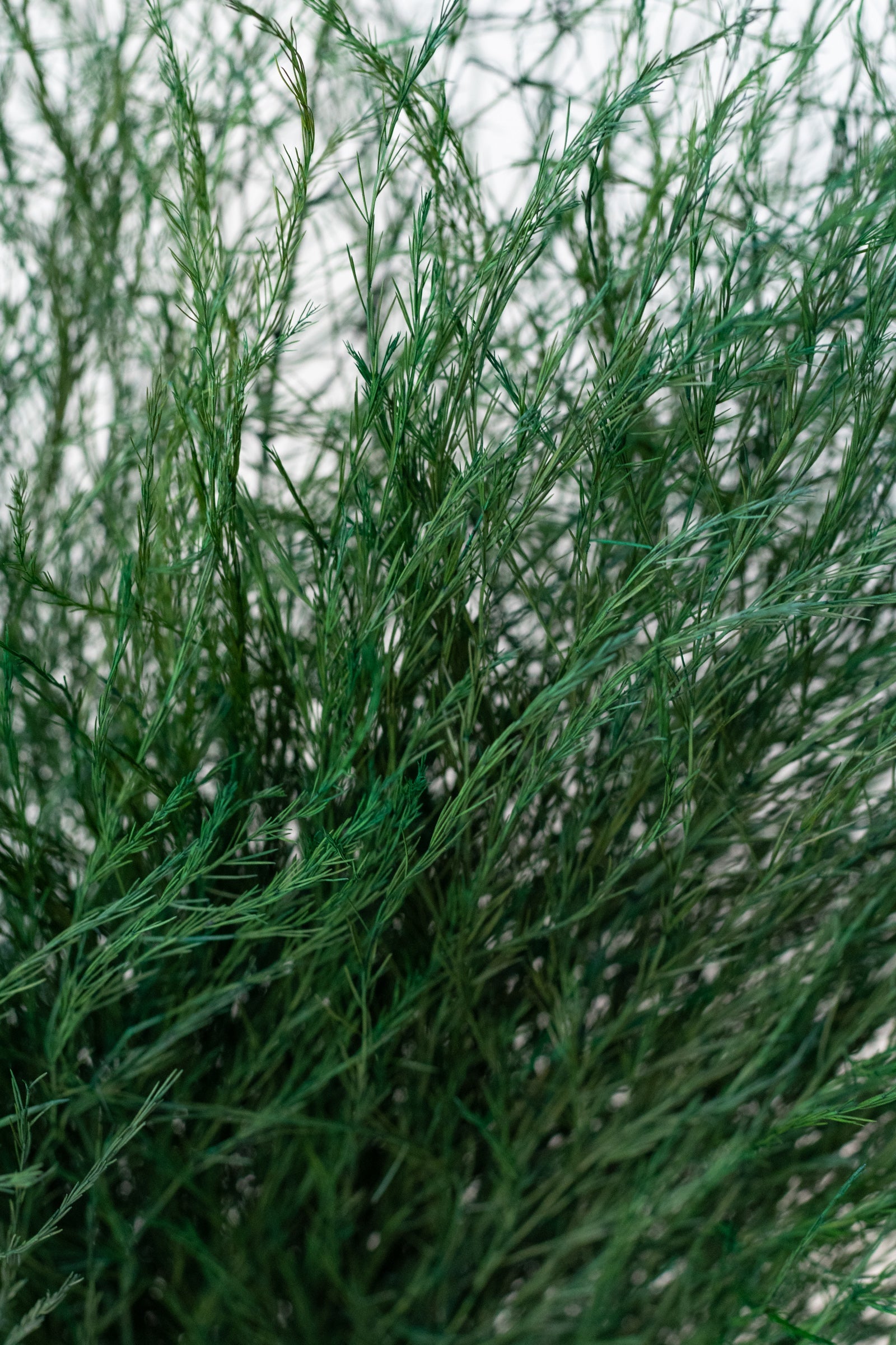 Asparagus trifle Natural Color Preserved Bunch