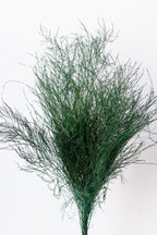 Asparagus trifle Natural Color Preserved Bunch