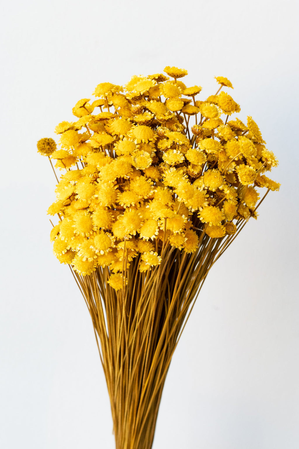 Margaret Yellow Color Preserved Bunch