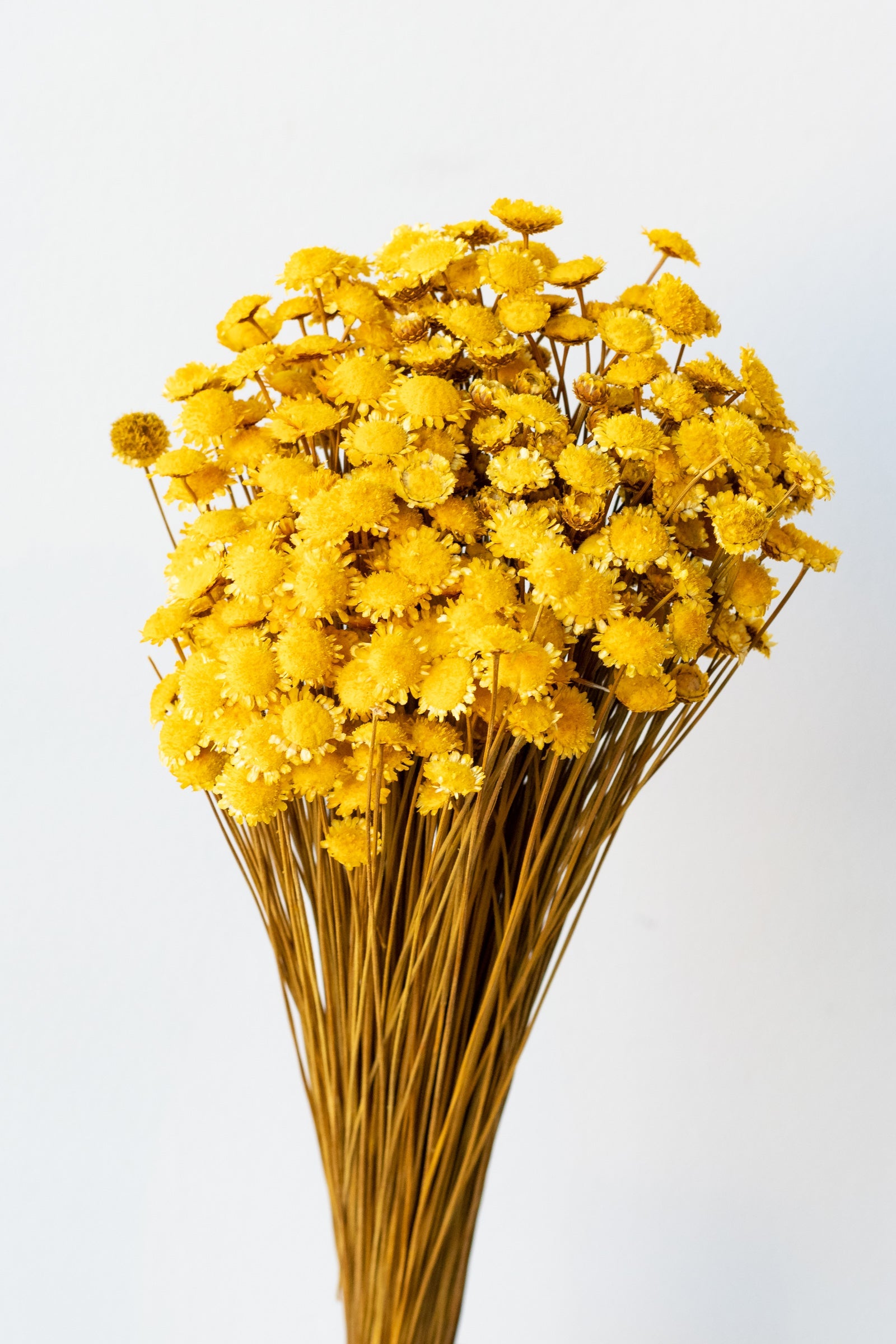 Margaret Yellow Color Preserved Bunch