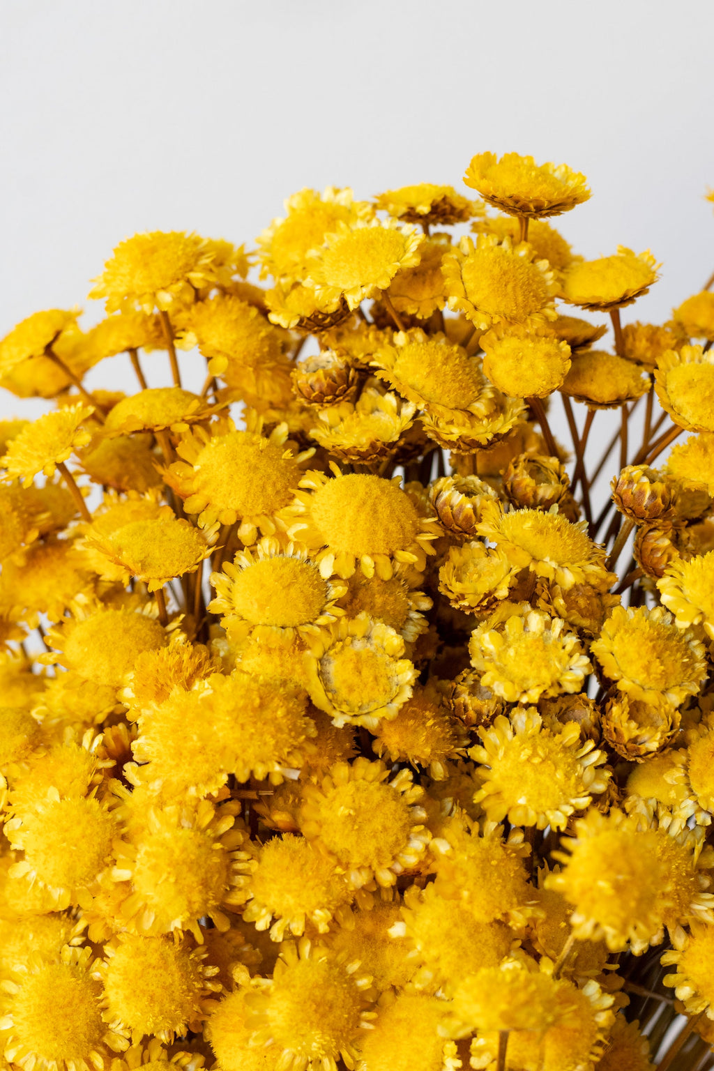 Margaret Yellow Color Preserved Bunch
