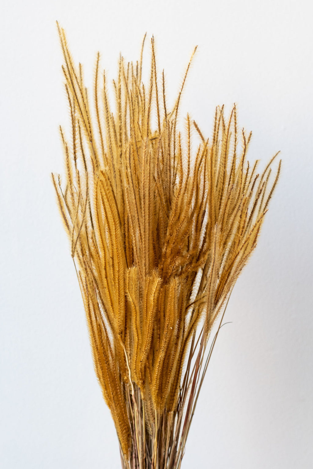 Ouro Natural Preserved Bunch