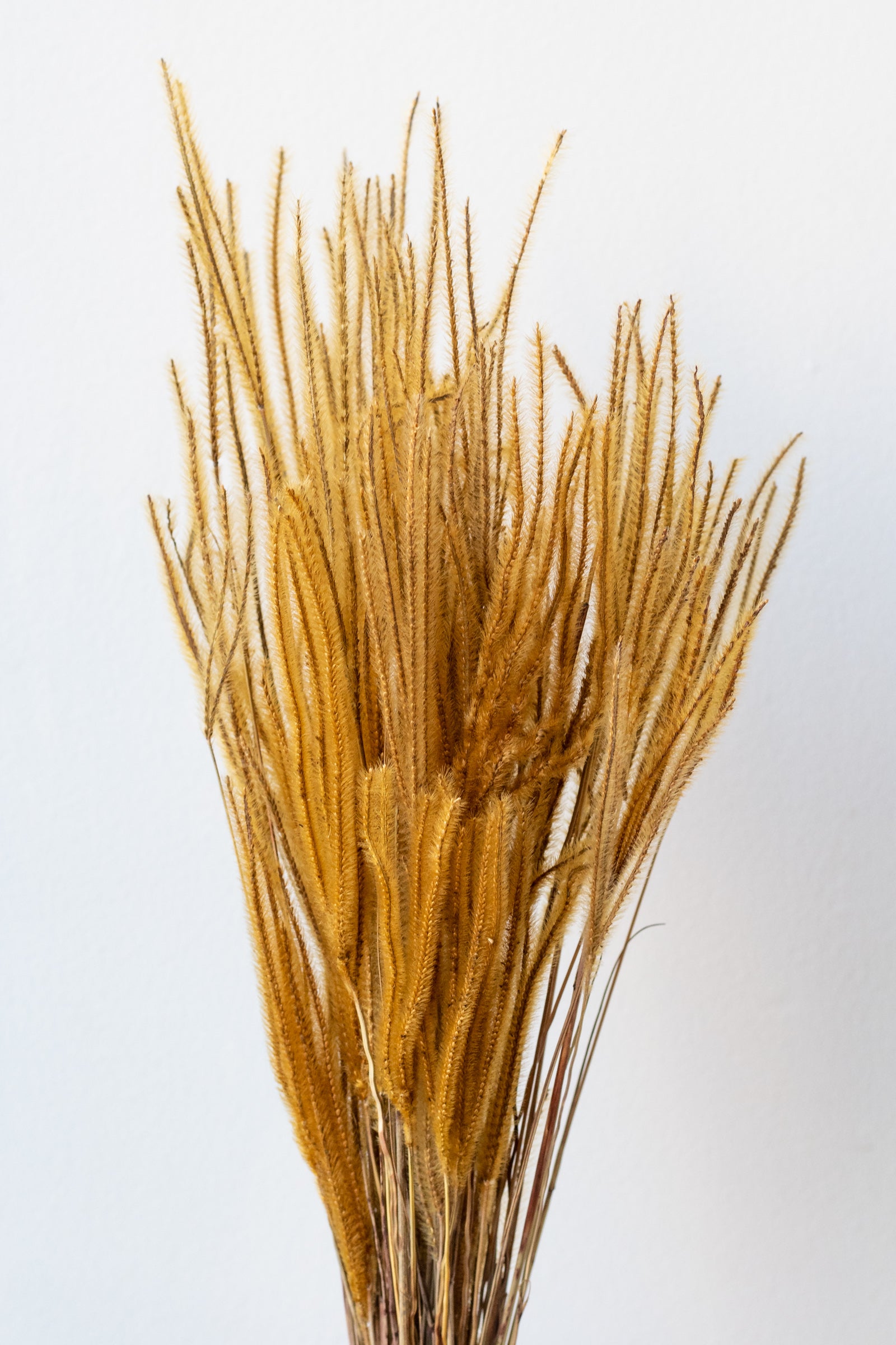 Ouro Natural Preserved Bunch