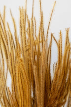 Ouro Natural Preserved Bunch