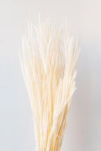 Ouro Bleached Pastel Preserved Bunch