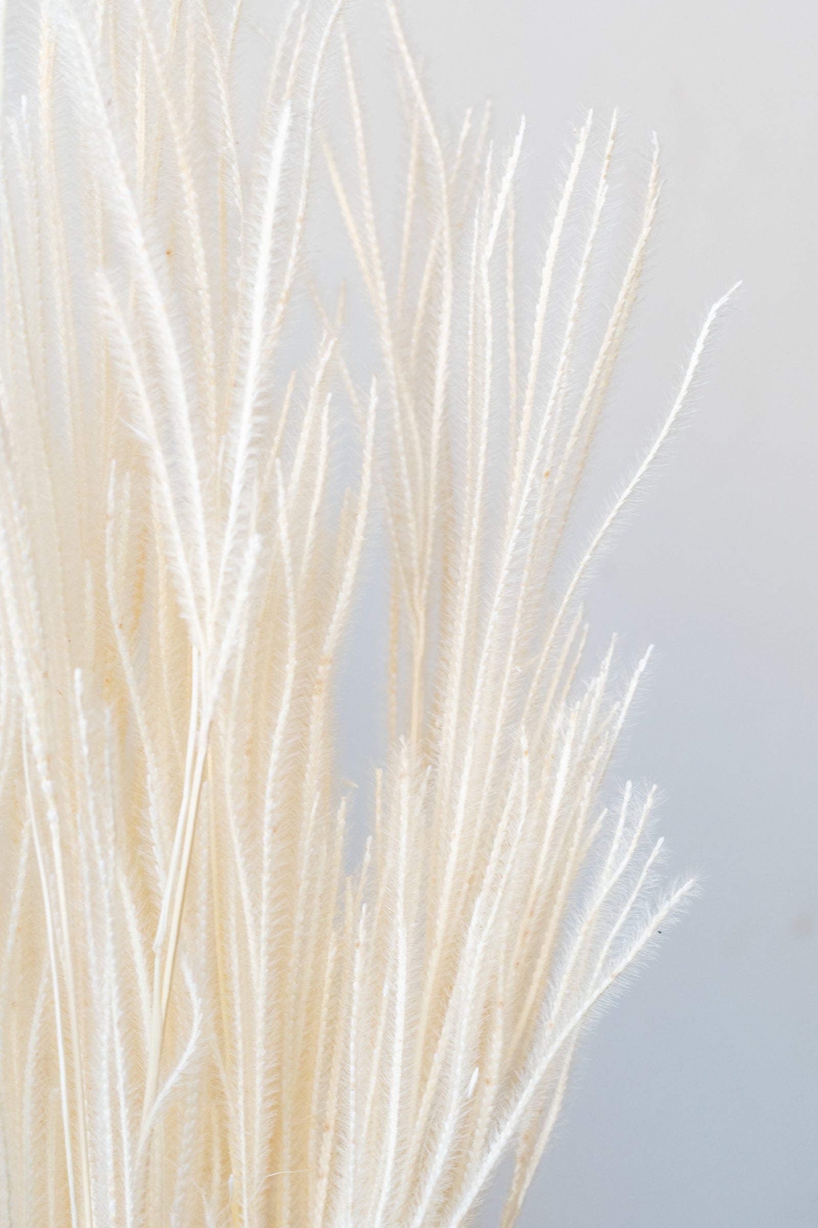 Ouro Bleached Pastel Preserved Bunch