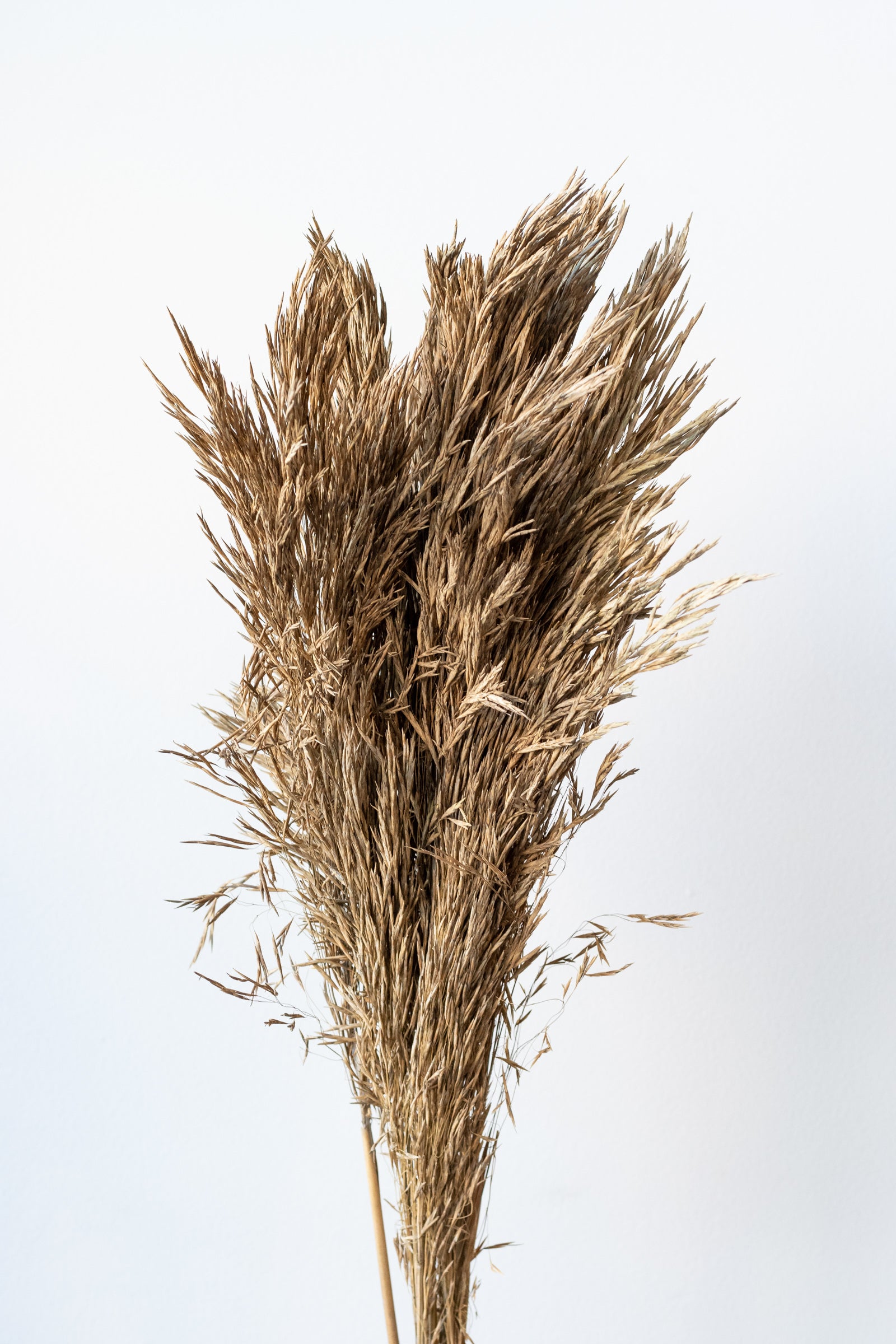 Andre Kise Natural Preserved Bunch