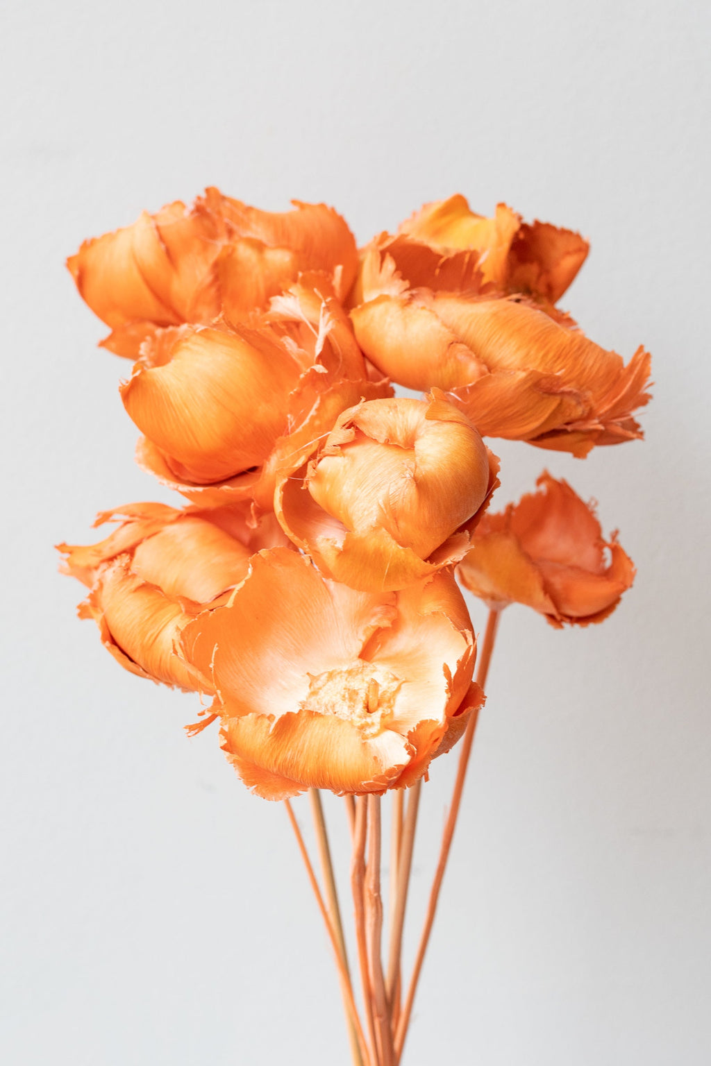 Palm Cap Peach Pastel Preserved Bunch