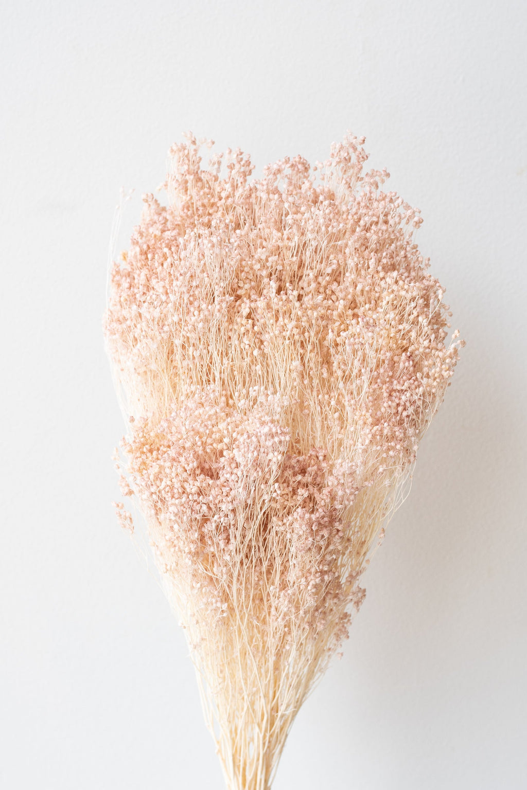 Brooms Light Peach Pastel Preserved Bunch