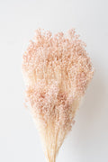 Brooms Light Peach Pastel Preserved Bunch