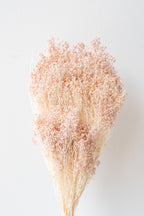 Brooms Light Peach Pastel Preserved Bunch