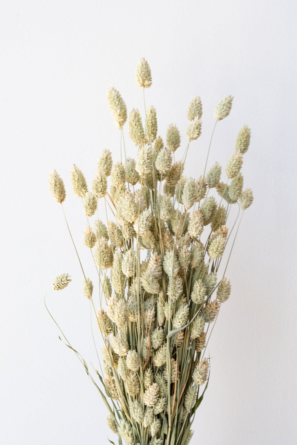 Phalaris Natural  Preserved Bunch