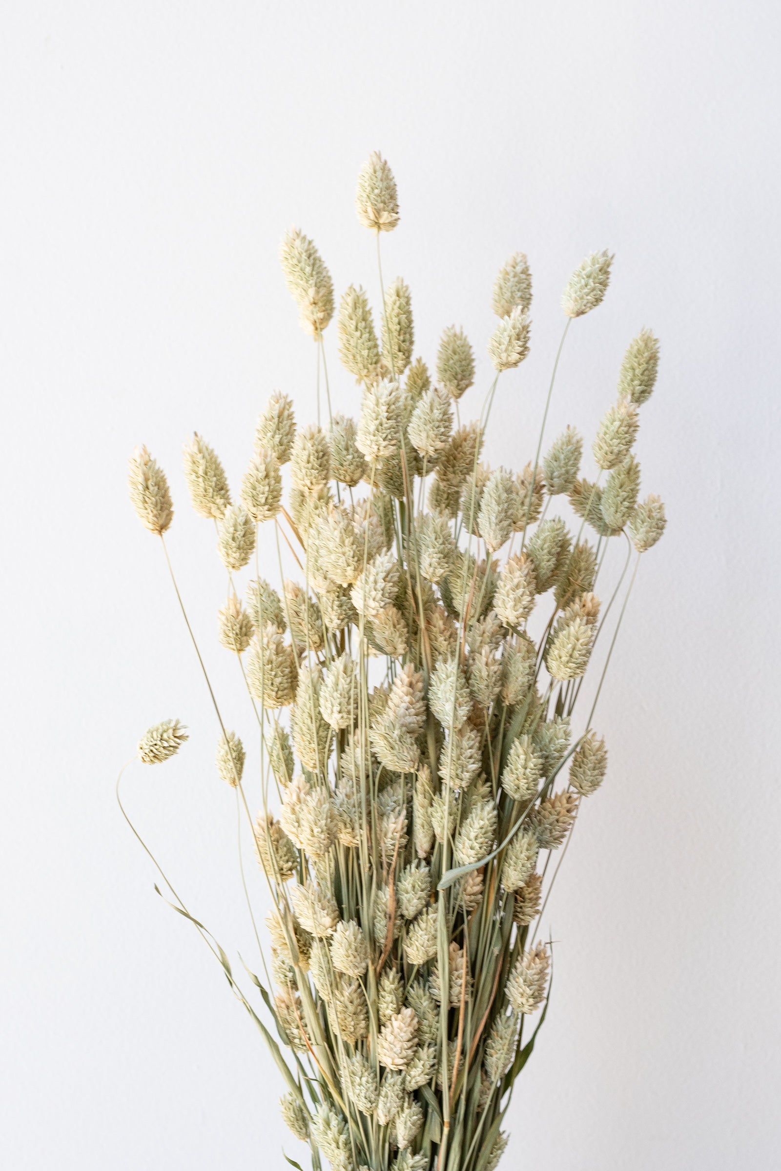 Phalaris Natural  Preserved Bunch