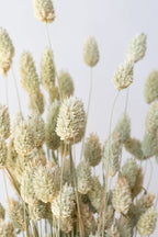 Phalaris Natural  Preserved Bunch