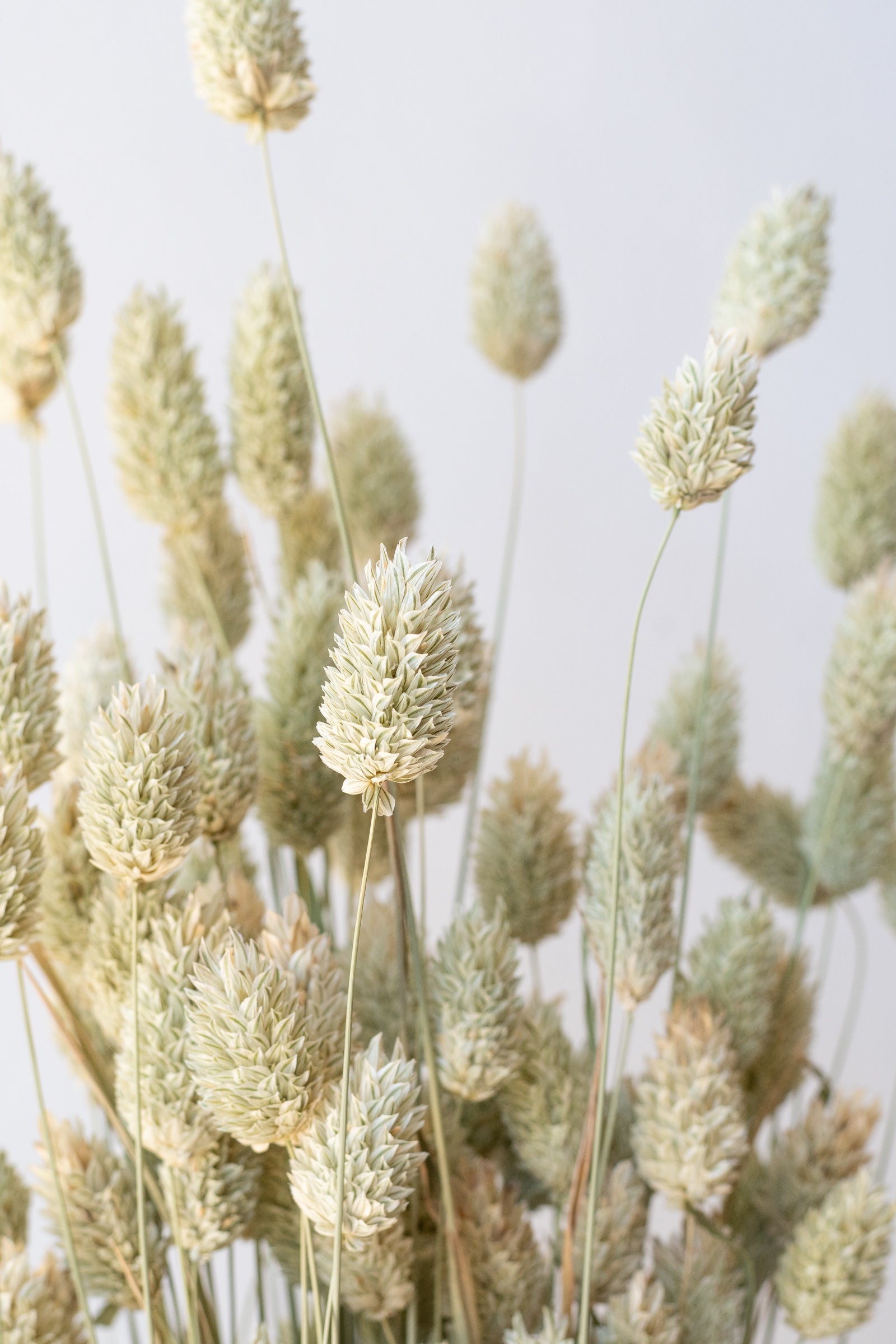 Phalaris Natural  Preserved Bunch