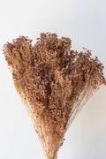 Brooms Sepia Pastel Preserved Bunch