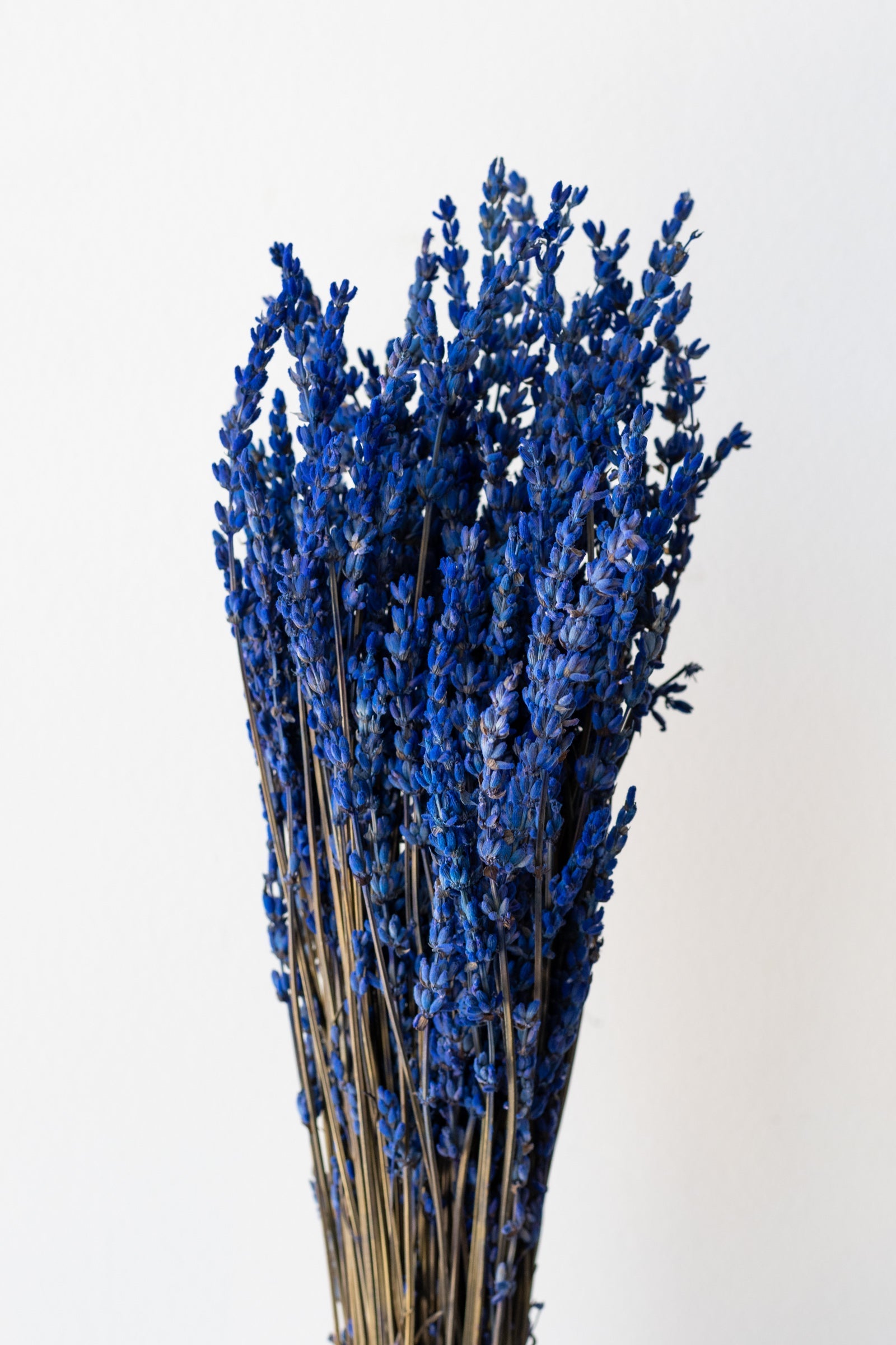 Lavandula Indigo Preserved Bunch