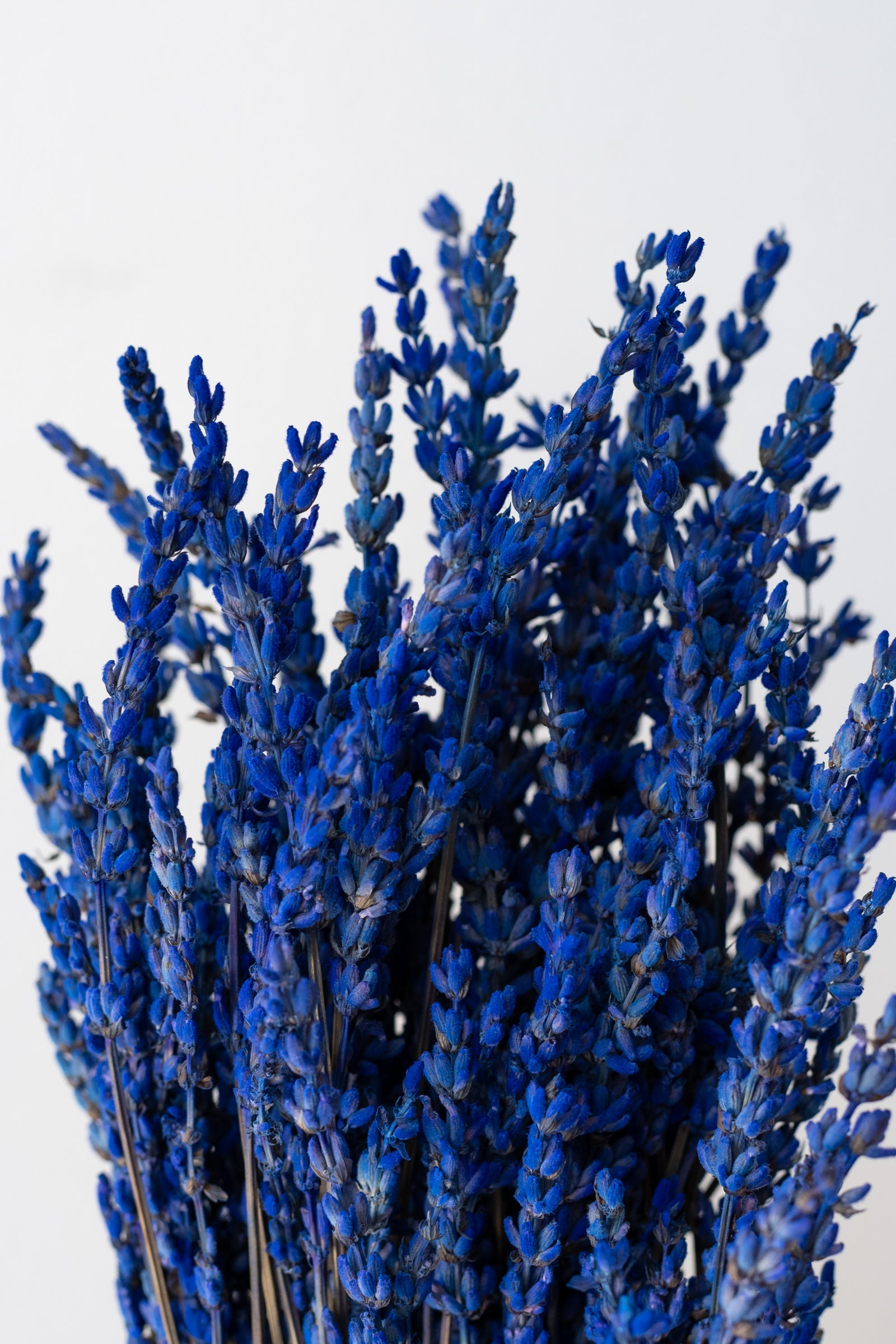 Lavandula Indigo Preserved Bunch