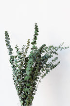 Eucalyptus Baby Natural Blue Color Preserved Bunch