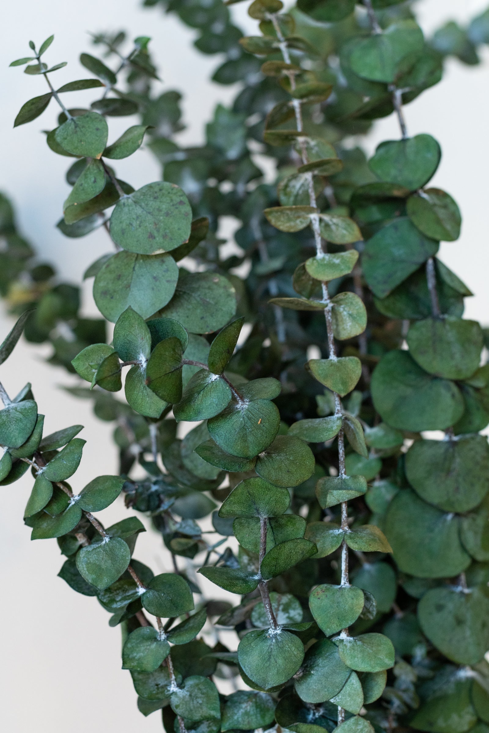 Eucalyptus Baby Natural Blue Color Preserved Bunch