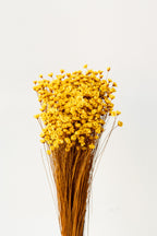 Glixia Yellow Color Preserved Bunch