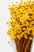 Glixia Yellow Color Preserved Bunch