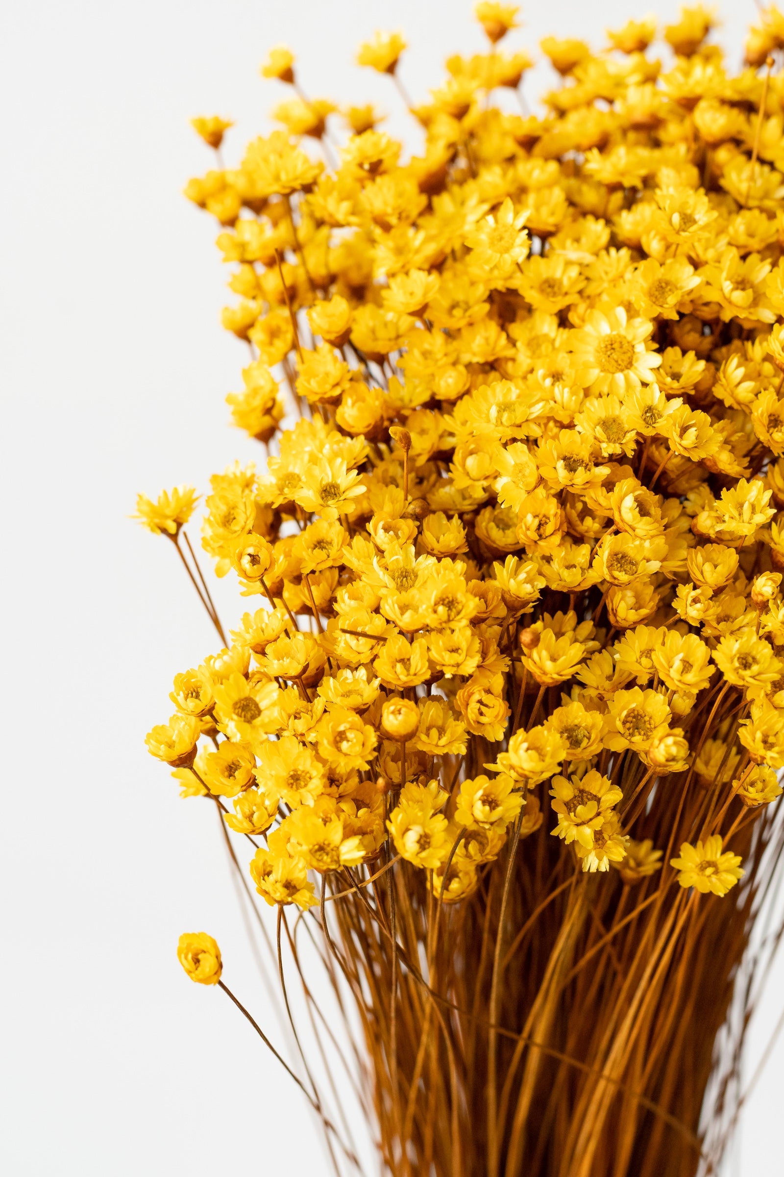 Glixia Yellow Color Preserved Bunch
